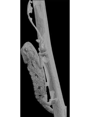 Lichtausschnitt Camelion Gelasert Auf Grauglas