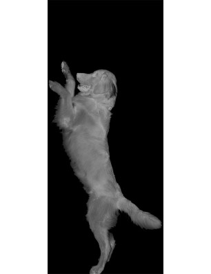 Lichtausschnitt Golden Gelasert Auf Grauglas