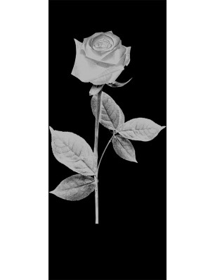 Lichtausschnitt Rose I Gelasert Auf Grauglas