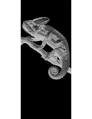 Lichtausschnitt Camelion II Gelasert Auf Grauglas