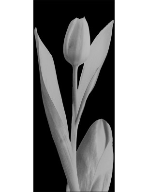 Lichtausschnitt Tulpe Gelasert Auf Grauglas