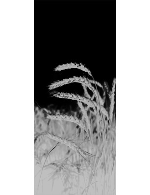 Lichtausschnitt Ernte Gelasert Auf Grauglas