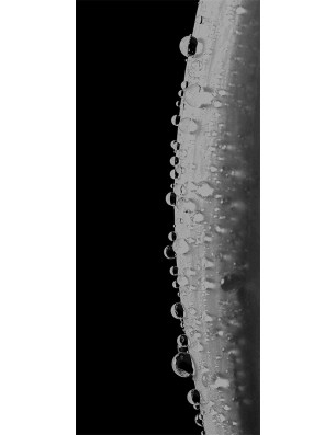 Lichtausschnitt Morgentau  Gelasert Auf Grauglas